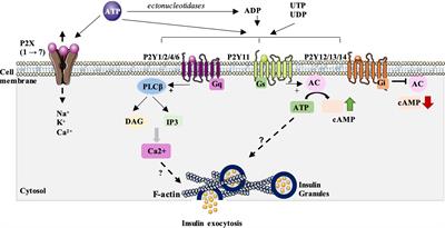 P2-type purinergic signaling in the regulation of pancreatic β-cell functional plasticity as a promising novel therapeutic approach for the treatment of type 2 diabetes?